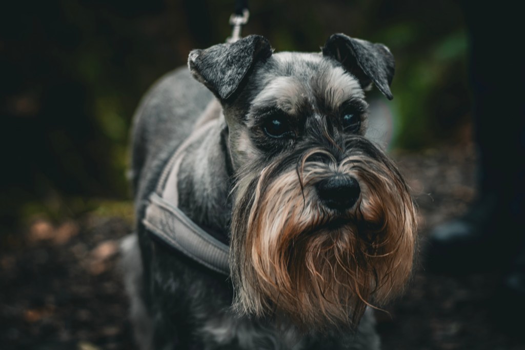 Photography Practice – Featuring&nbsp;Tyzer